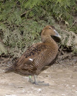 CommonEider3R.jpg