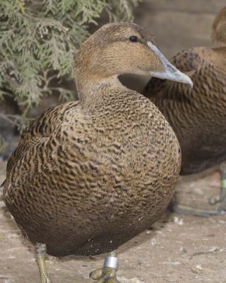 CommonEider7R.jpg