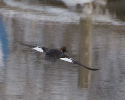 CommonGoldeneye14.jpg