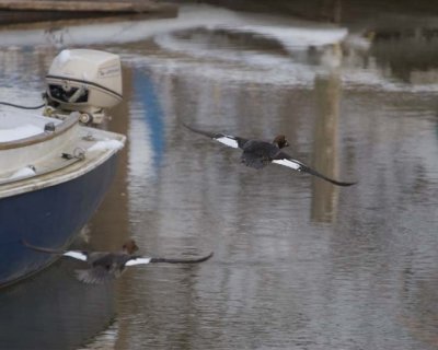 CommonGoldeneye15R.jpg