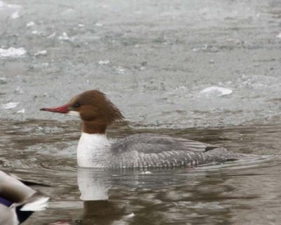 CommonMerganser16.jpg