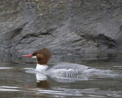 CommonMerganser19.jpg