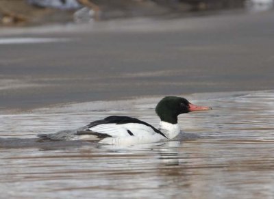 CommonMerganser24.jpg