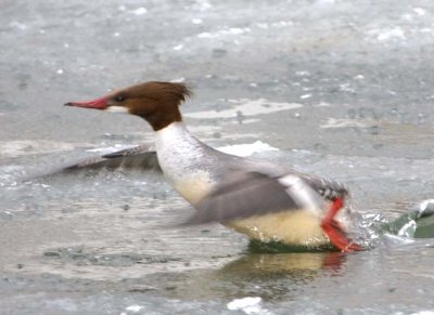 CommonMerganser29.jpg