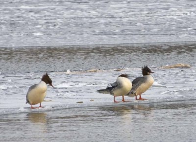 CommonMerganser31.jpg
