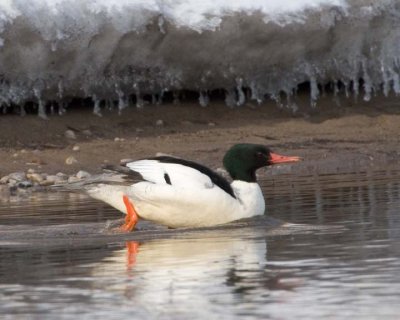 CommonMerganser6.jpg