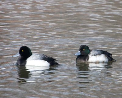 GreaterScaup11R.jpg
