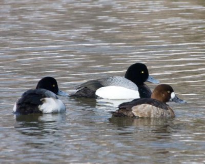GreaterScaup12R.jpg