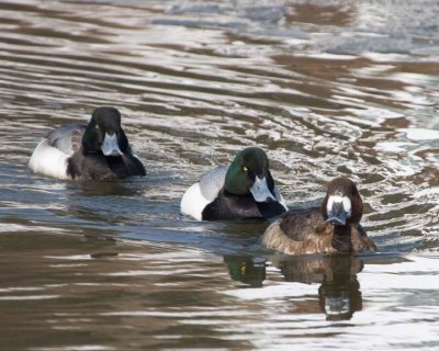 GreaterScaup14R.jpg