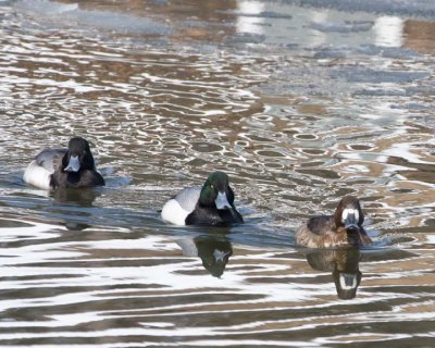 GreaterScaup16R.jpg