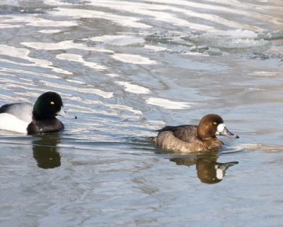GreaterScaup17R.jpg