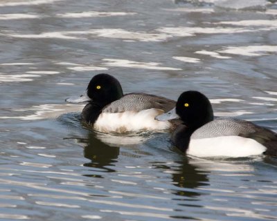GreaterScaup19R.jpg