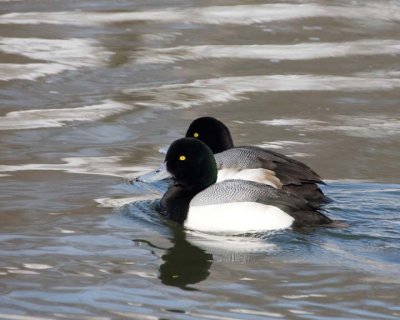 GreaterScaup20R.jpg