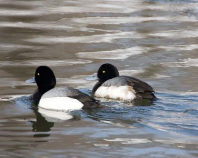 GreaterScaup21R.jpg
