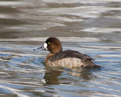 GreaterScaup22R.jpg