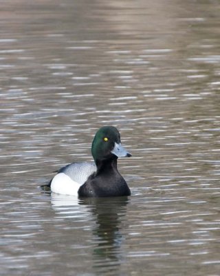 GreaterScaup24.jpg