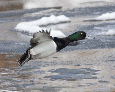 GreaterScaup26R.jpg