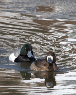 GreaterScaup31.jpg
