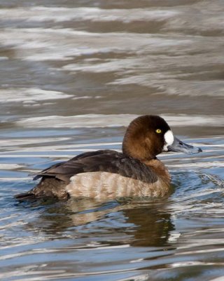 GreaterScaup32.jpg