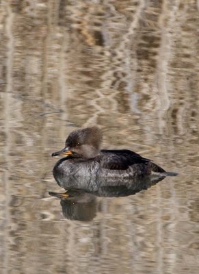 HoodedMerganser19.jpg