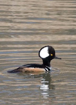 HoodedMerganser24R.jpg