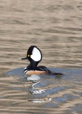 HoodedMerganser27.jpg