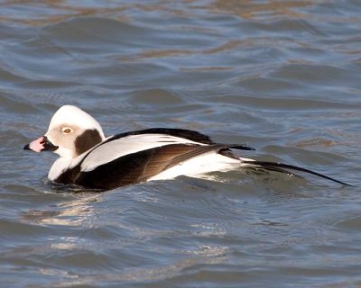 LongTailedDuck14.jpg
