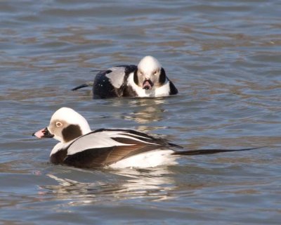 LongTailedDuck17.jpg