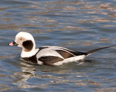 LongTailedDuck20.jpg