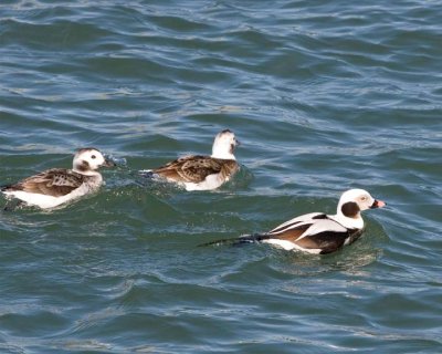 LongTailedDuck25.jpg