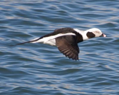 LongTailedDuck29.jpg