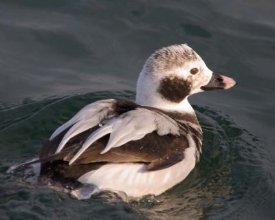 LongTailedDuck33R.jpg