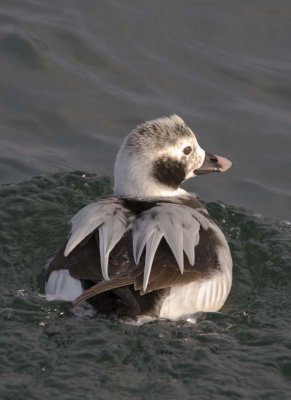 LongTailedDuck38.jpg
