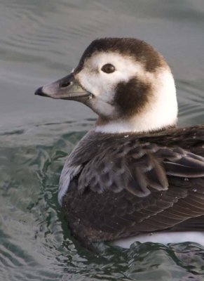 LongTailedDuck39.jpg
