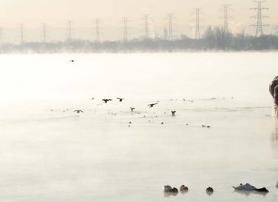 MixedDucks23.jpg