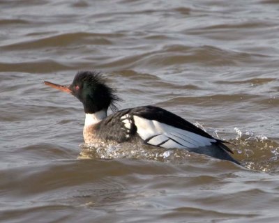 RedBreastedMerganser2.jpg