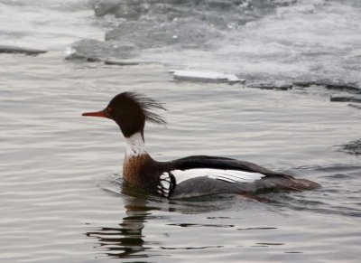 RedBreastedMerganser21.jpg