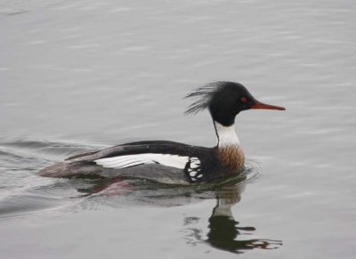 RedBreastedMerganser22.jpg