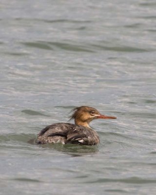 RedBreastedMerganser9.jpg