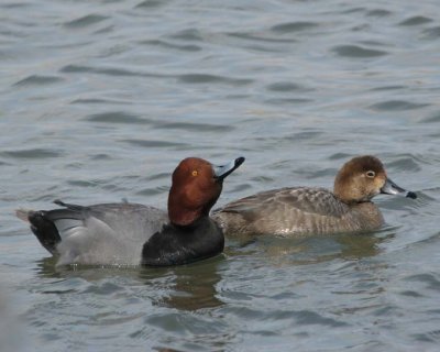Redhead10.jpg