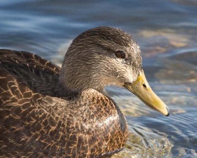 AmericanBlackDuck21.jpg