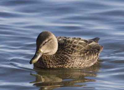 AmericanBlackDuck43.jpg