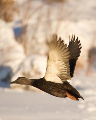 BlackDuck12.jpg