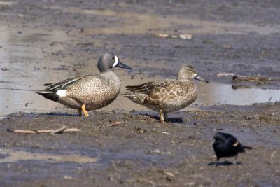 BlueWingedTeal23.jpg
