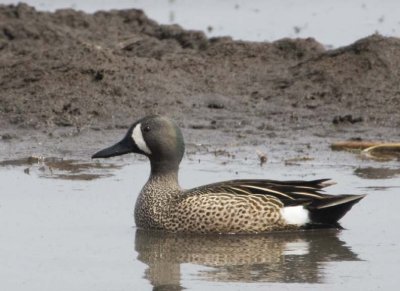 BlueWingedTeal5.jpg