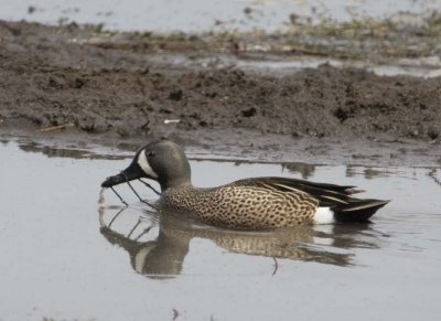 BlueWingedTeal8.jpg