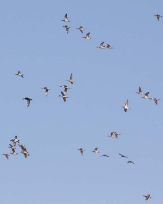 FlyingPintailDucks1.jpg