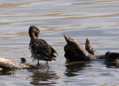 GreenWingedTeal6.jpg