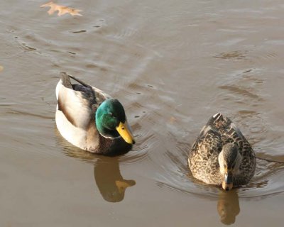 Mallard21.jpg