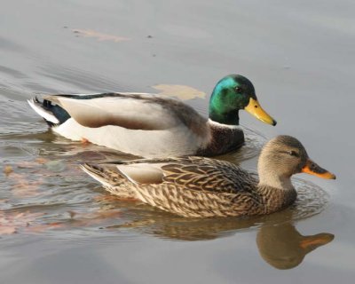 Mallard24.jpg